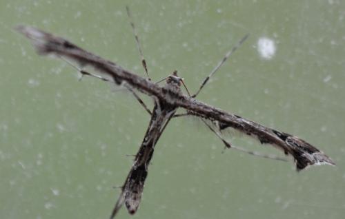 Amblyptilia acanthadactyla